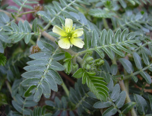 The Latest Popular Natural Herbal Supplement in Europe and the United States – Tribulus Terrestris Extract