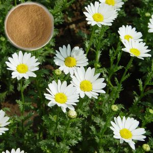 parthenolide-feverfew-extract