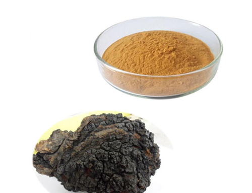 Chaga Extract Supplier – Knowing All About The Health Benefits