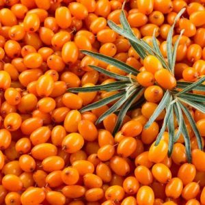 Wild-sea-buckthorn-fruit-fresh-dried-fruit-whole-fruit-powder-tea-sea-buckthorn-seed-oil-sea1-SRBio