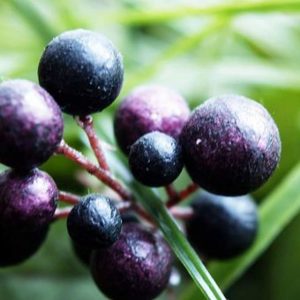 maqui-berries-extract-SRBio maqui-berries-extract-SRBio