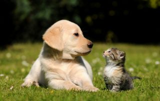 raw material for pet market