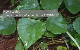 tephania Japonica Extract SRBIO