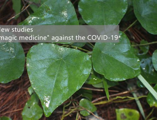 Traditional Chinese medicine has produced a “magic medicine” against the COVID-19. What is the effect of Cepharanthine?