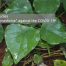 tephania Japonica Extract SRBIO