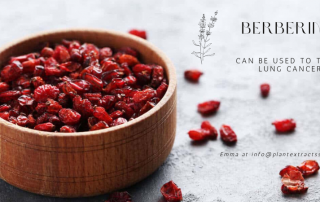 Berberine can treat lung cancer