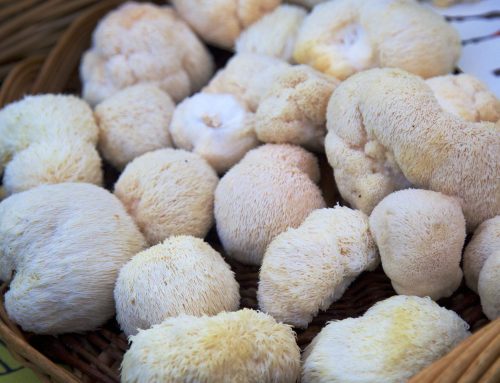Lion?Mushroom? No! No! No! It’s Lion’s Mane Mushroom Extract Powder！