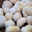 lions-mane-mushrooms
